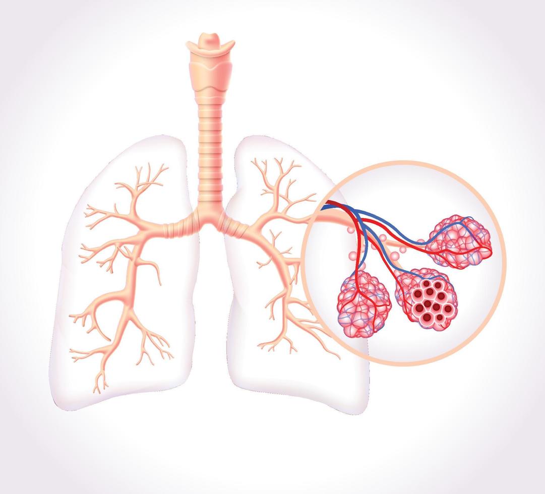 Diagram showing the healthy trachea and air sacs of the human lungs. vector