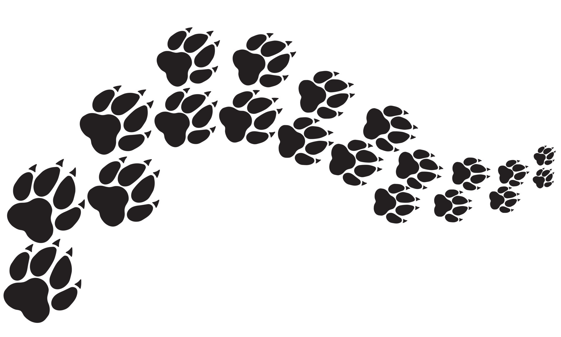 Trail and path of animal tracks, dogs and wolf walking away 8288583 Vector  Art at Vecteezy