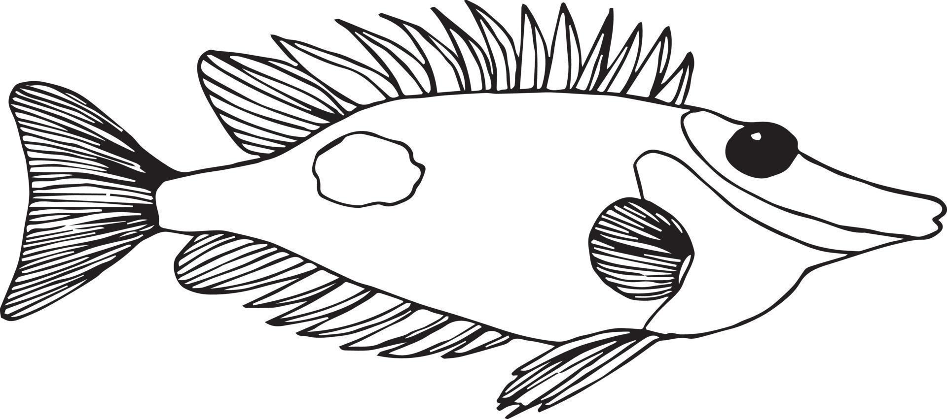 Doodle fish on white background vector