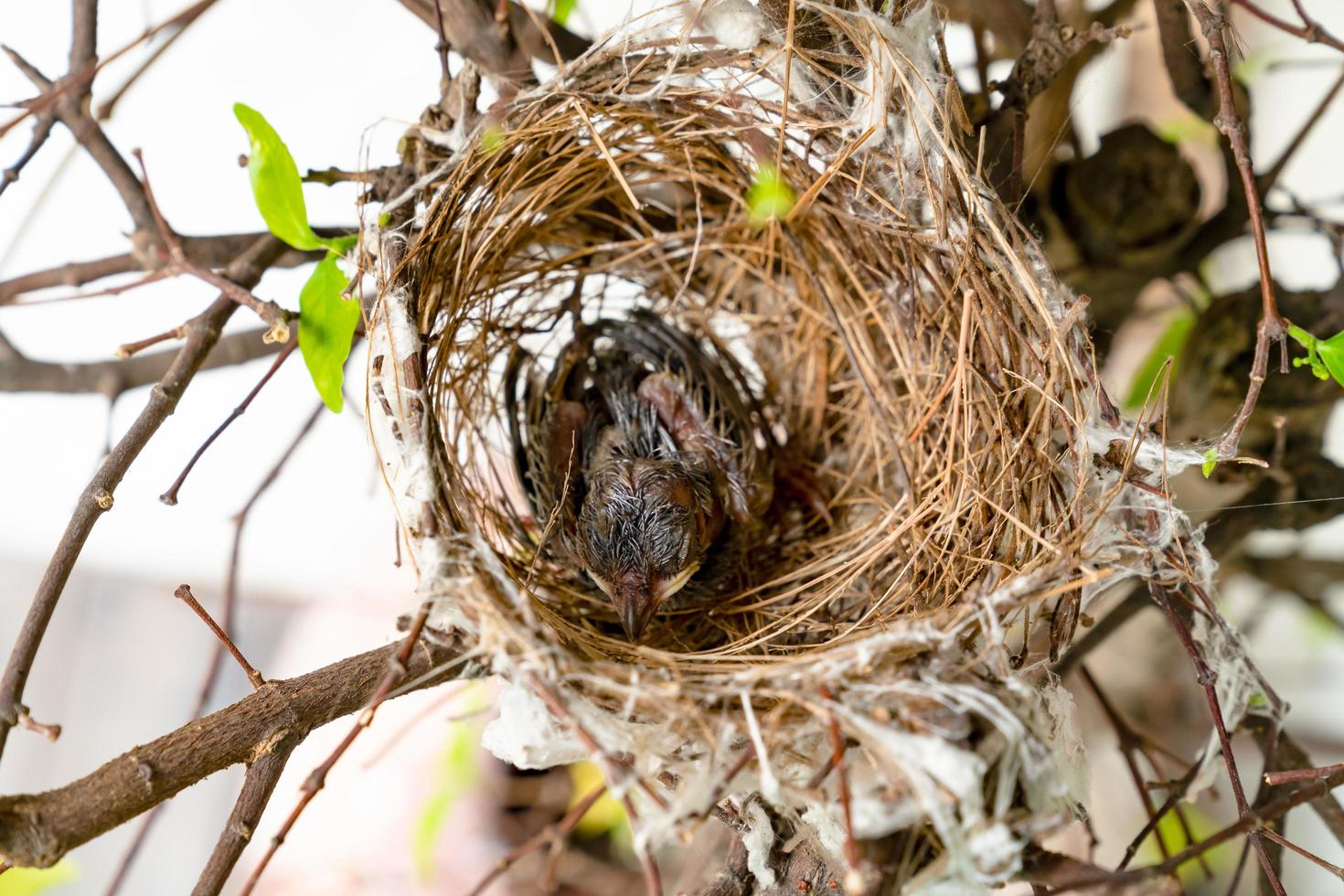 closeup baby bird in nest on tree,top view photo