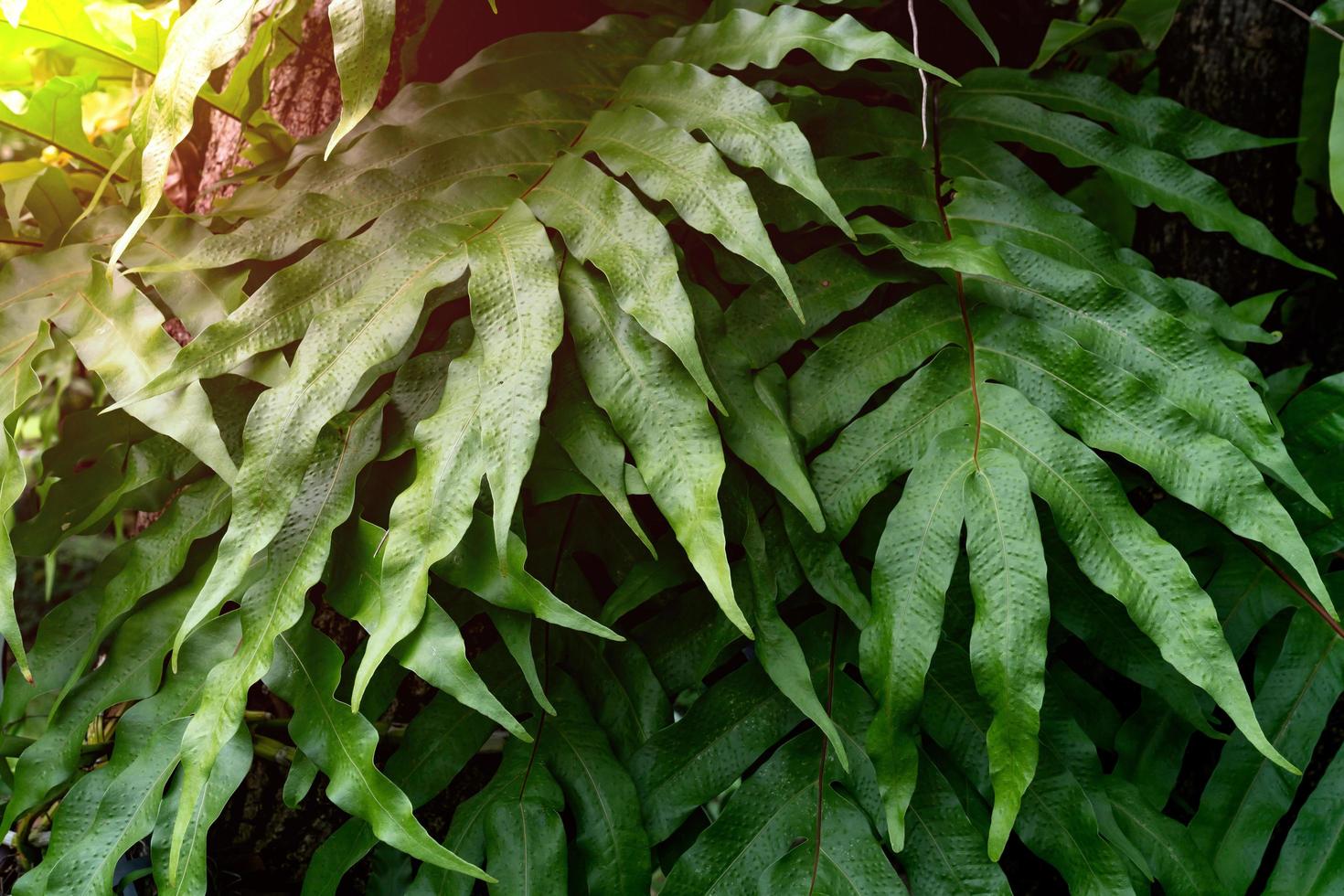 Green leaves pattern,leaf fern in the forest for nature background photo