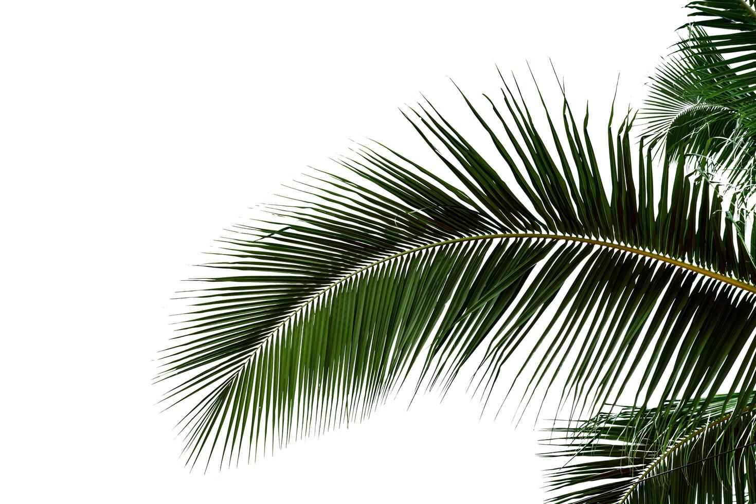 leaf coconut tree isolated on white background,Green leaves pattern photo