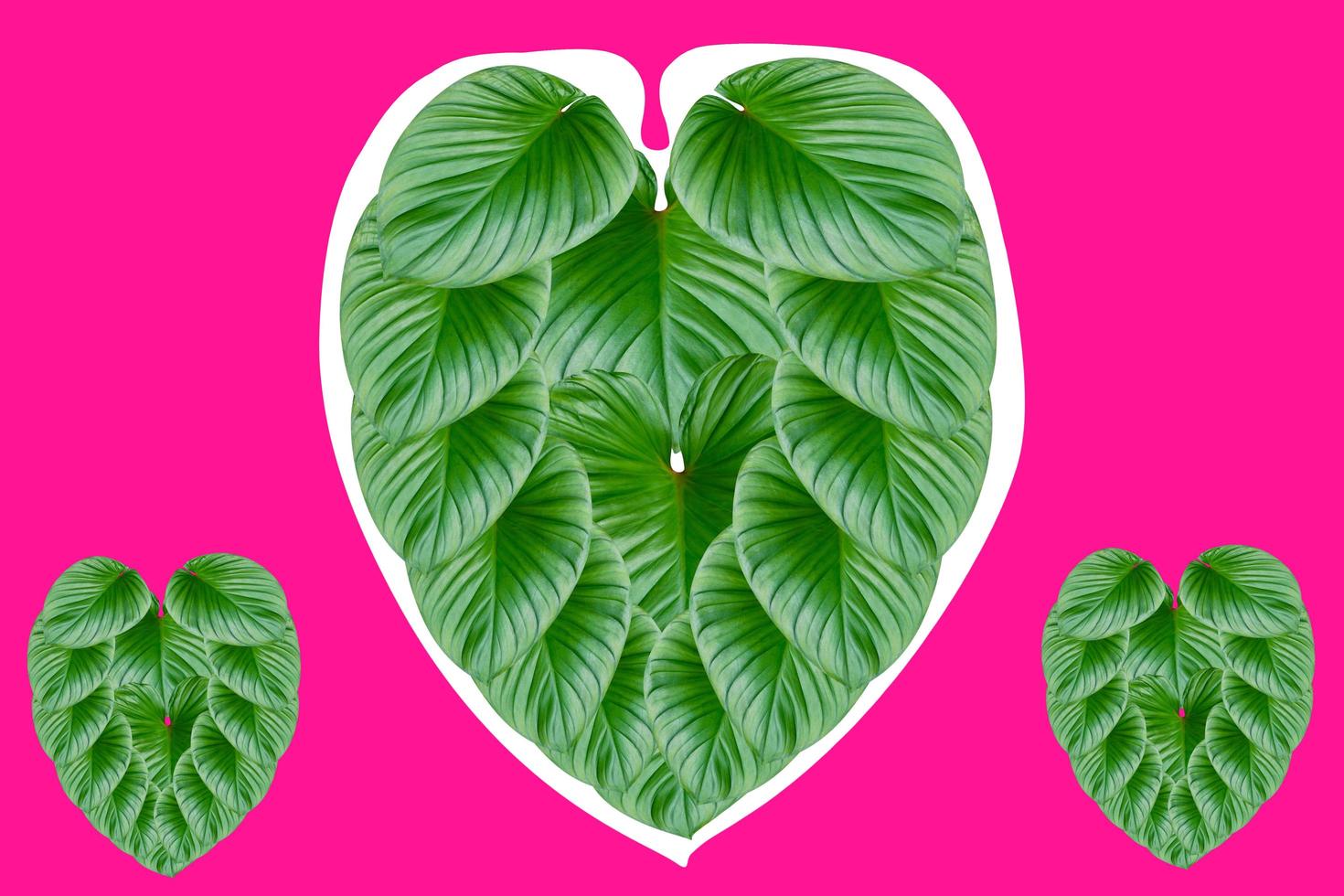 Green leaves heart-shaped  for valentines day concept,leaf homalomena rubescens tree on pink background photo