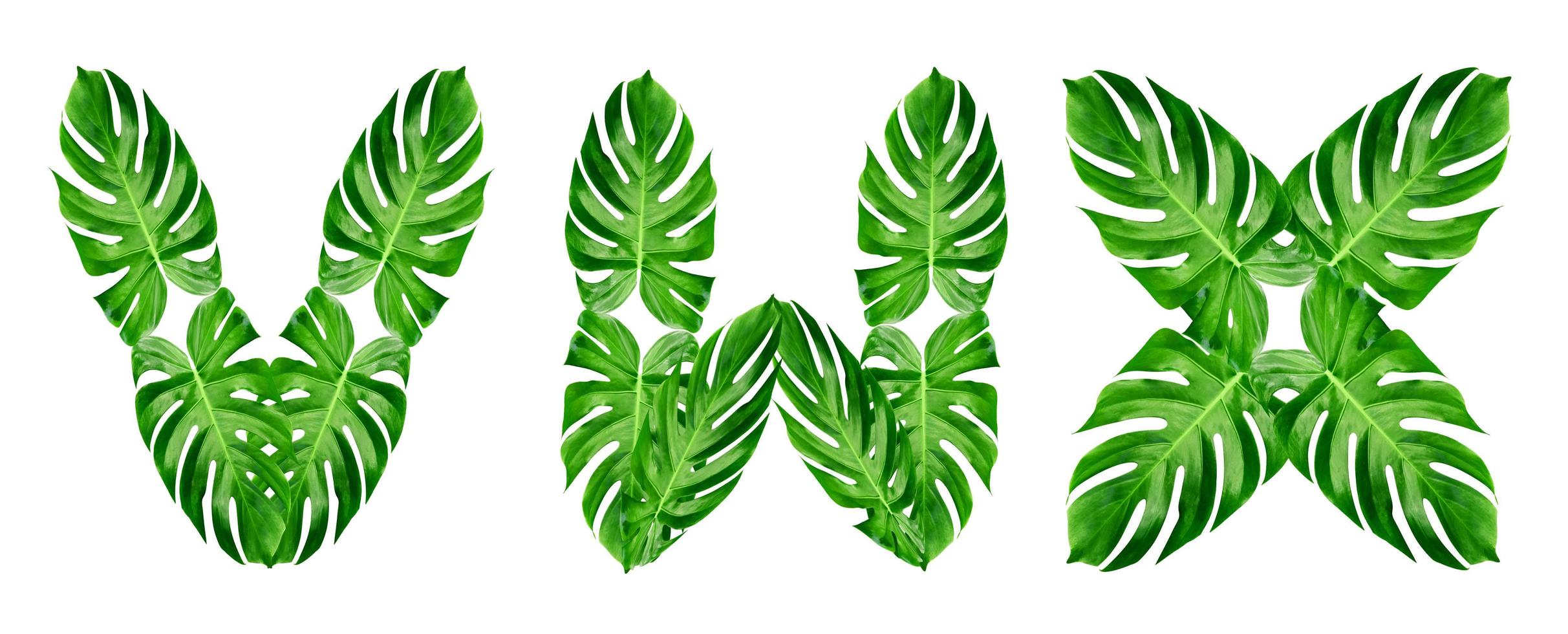 Green leaves pattern,font Alphabet v,w,x of leaf monstera isolated on white background photo