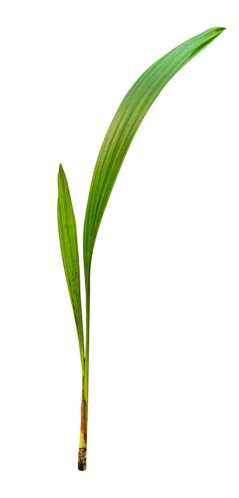 patrón de hojas verdes, crecimiento de palmera aislado en fondo blanco, incluye ruta de recorte foto