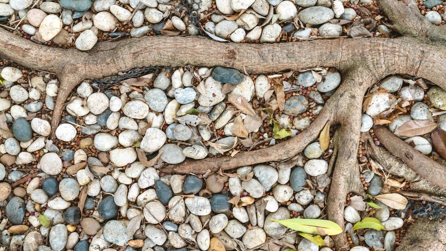 Gray white pebble floor with root backgrounds photo