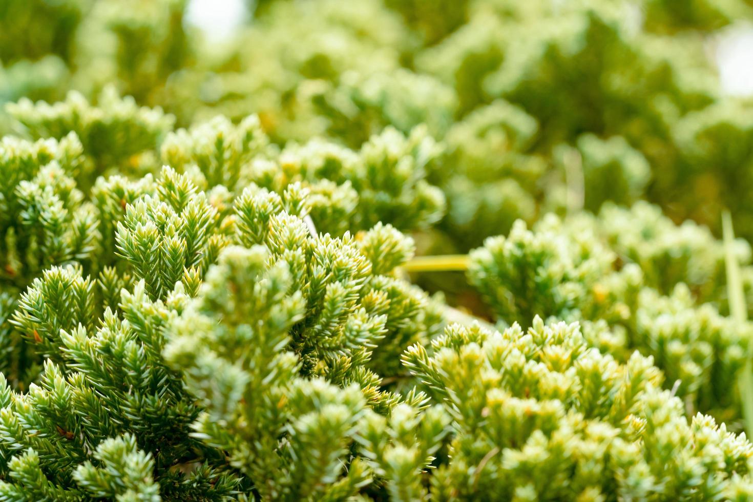 patrón de hojas verdes para el concepto de temporada de verano o primavera, textura de desenfoque de hojas, fondo natural foto