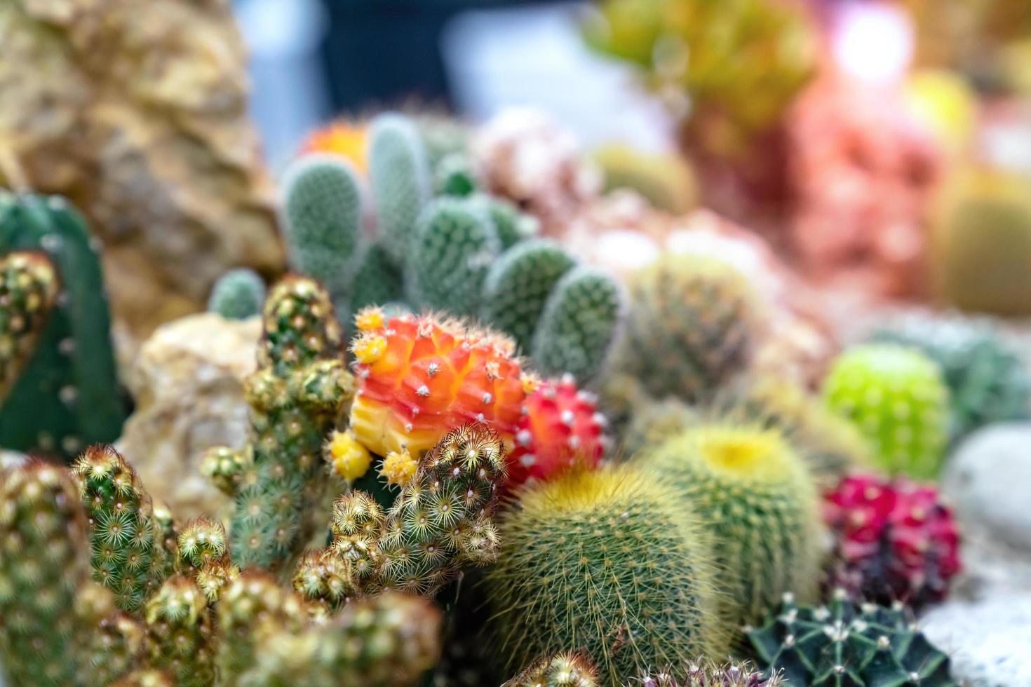 closeup various cactus plants in garden photo