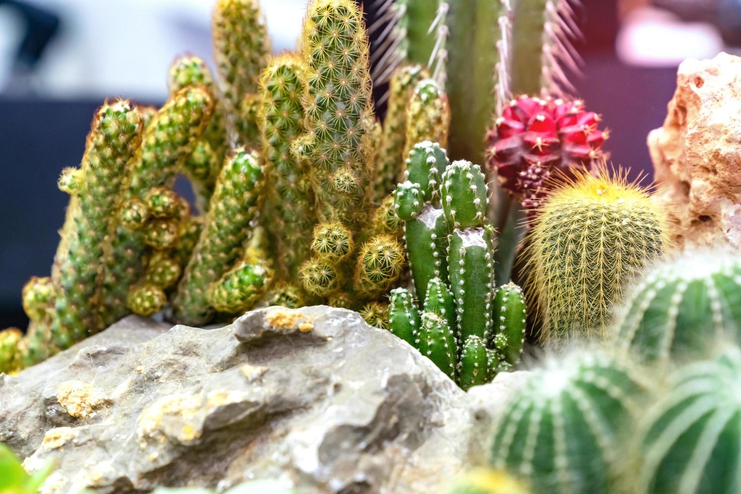 closeup various cactus plants in garden photo