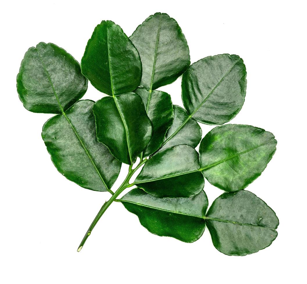Green leaves pattern,leaf kaffir lime isolated on white background photo
