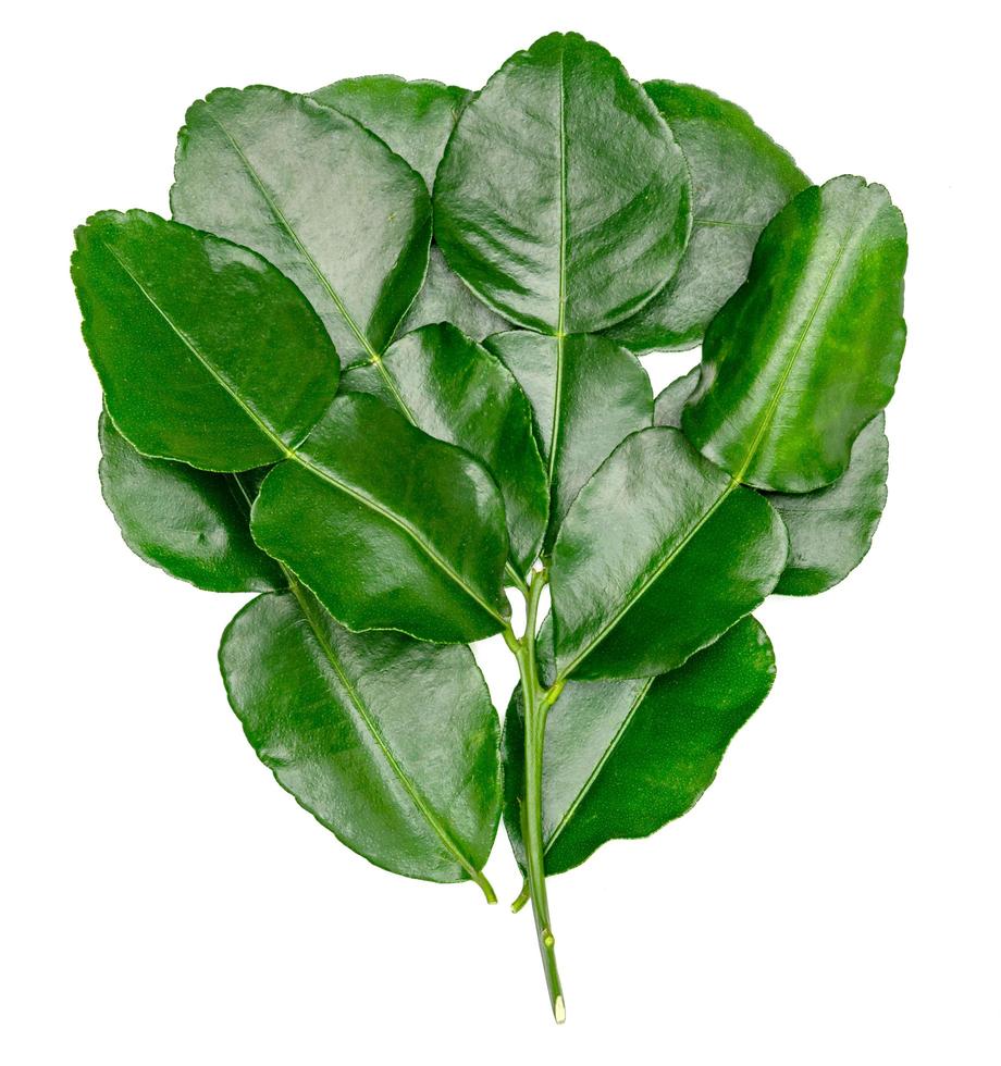 Green leaves pattern,leaf kaffir lime isolated on white background photo