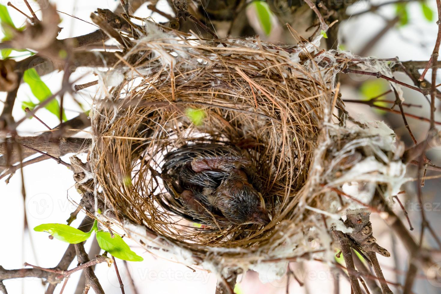 closeup baby bird in nest on tree,top view photo