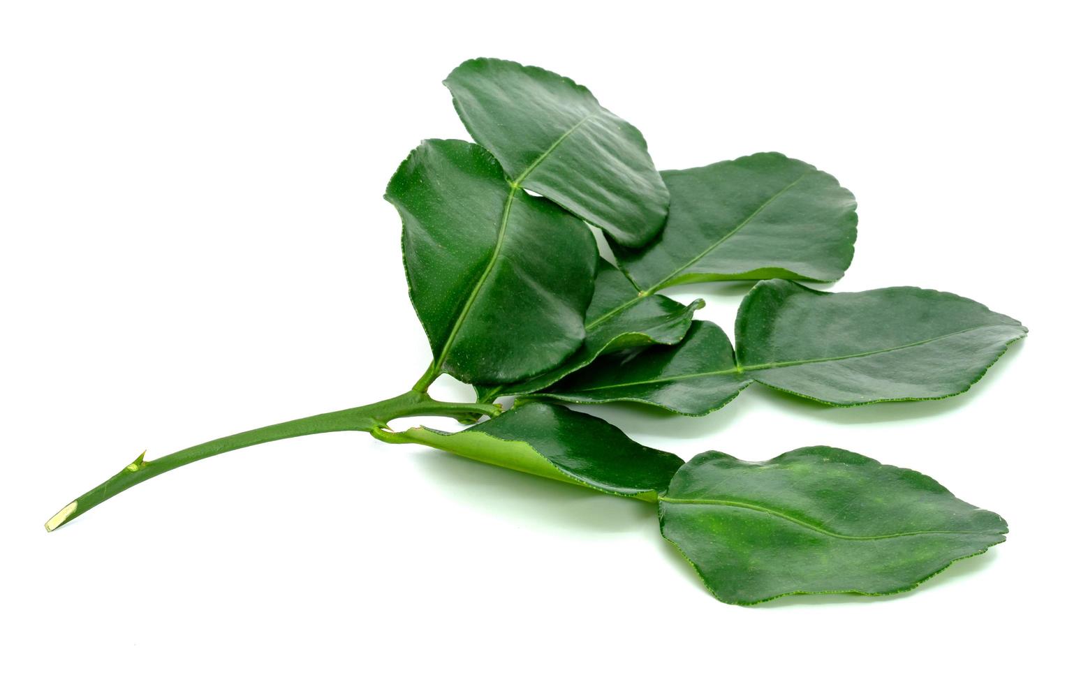 Green leaves pattern,leaf kaffir lime isolated on white background photo