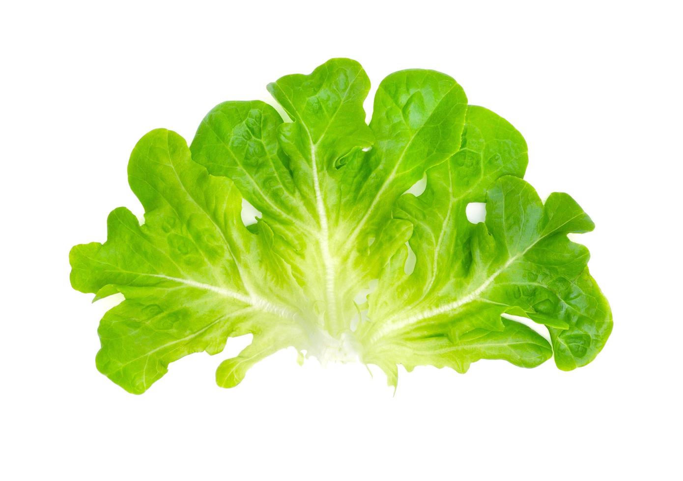 Green oak lettuce leaves isolated on white background photo