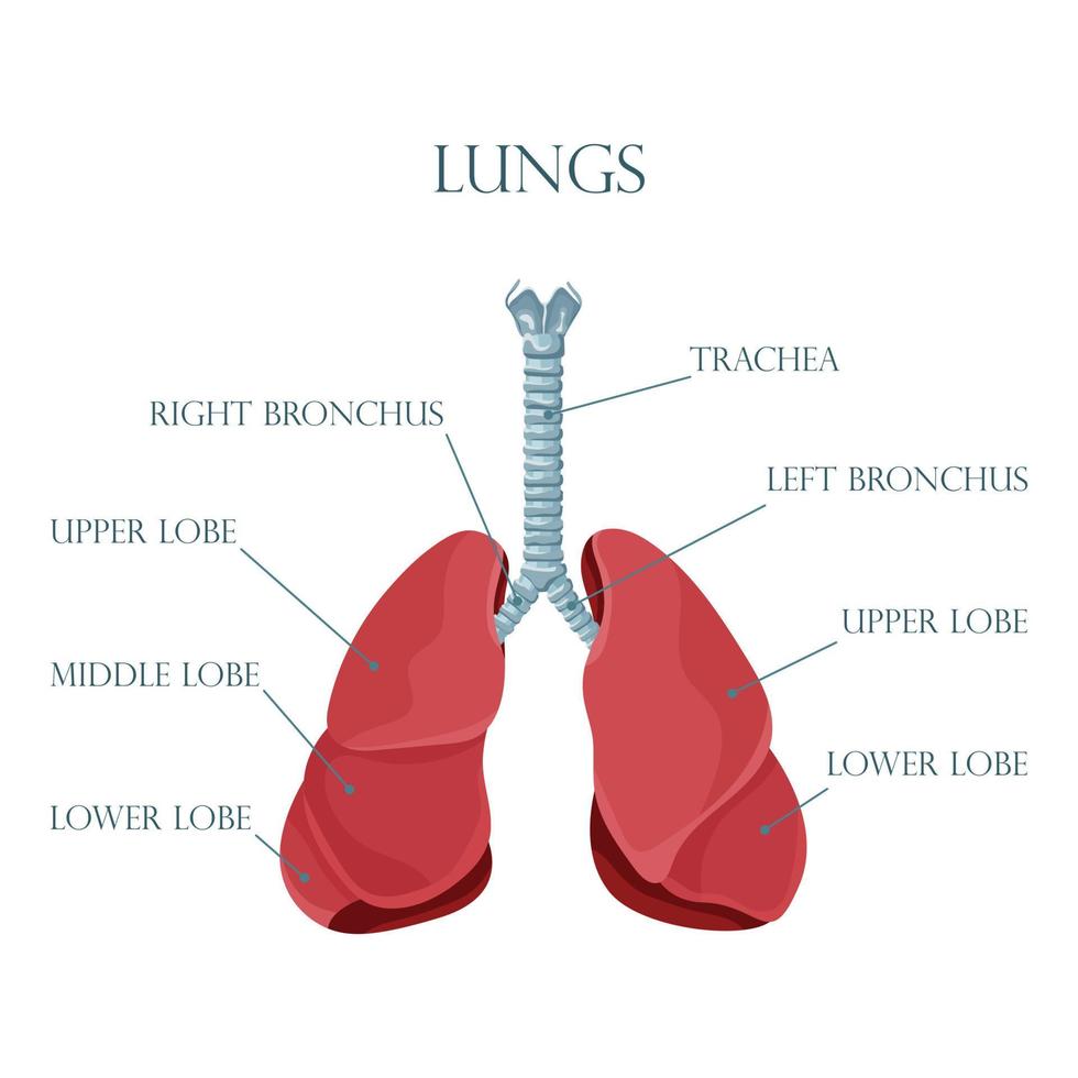 Diagram of human lungs and trachea, respiratory system, healthy lungs icon. Vector illustration isolated on a white background.