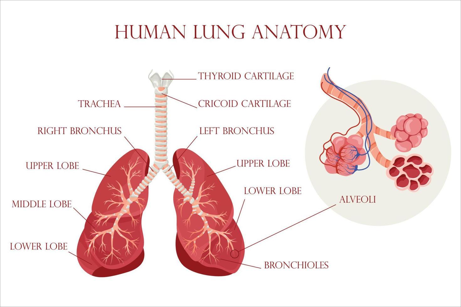 Anatomy lungs and alveoli. The air space in the lungs through which oxygen and carbon dioxide are exchanged. Vector illustration.