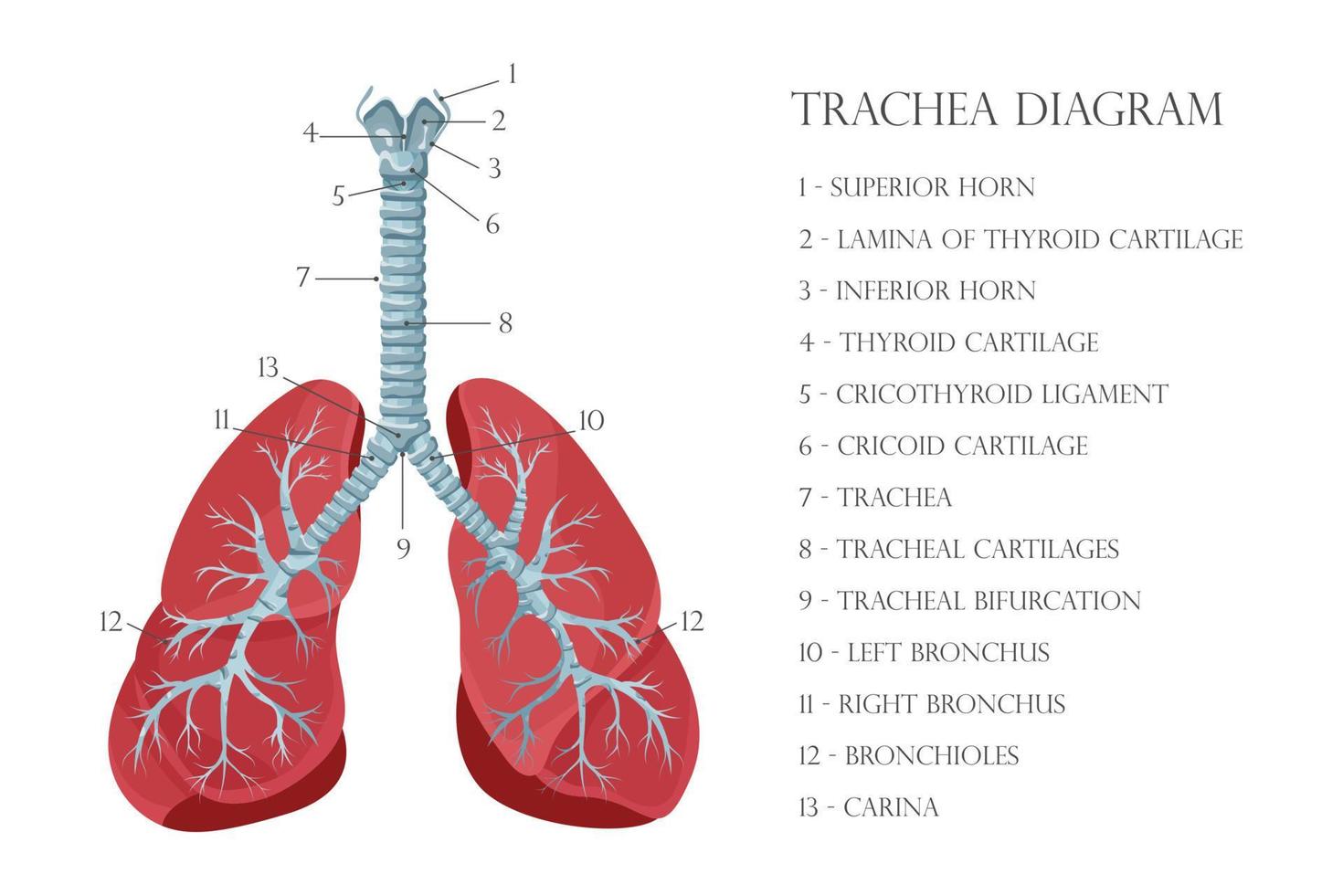 gráfico biológico educativo médico vectorial para diagrama de tráquea. ilustración de anatomía aislado fondo blanco vector