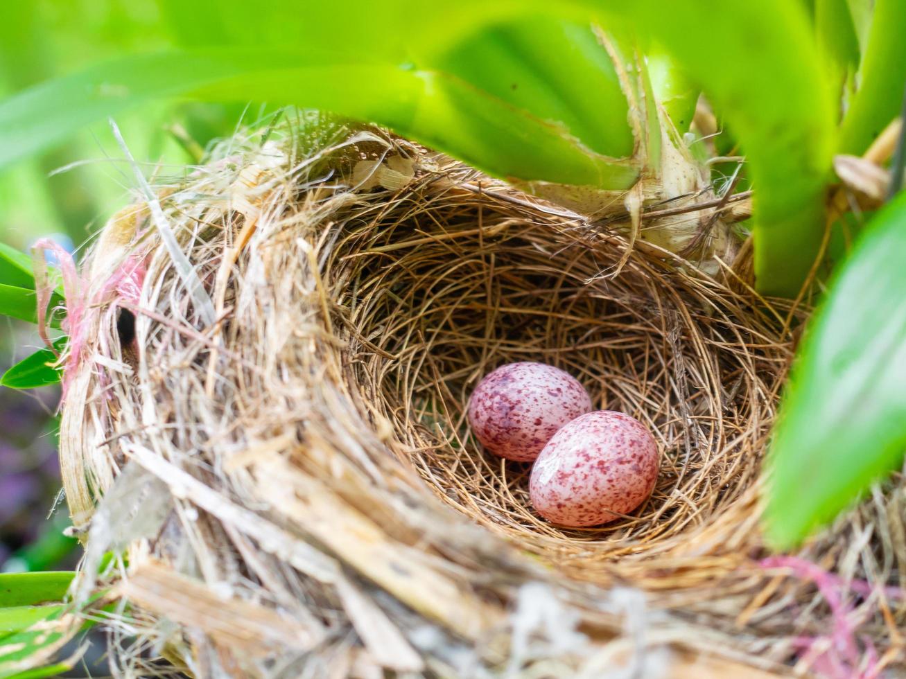 Close-up of two eggs in nest photo