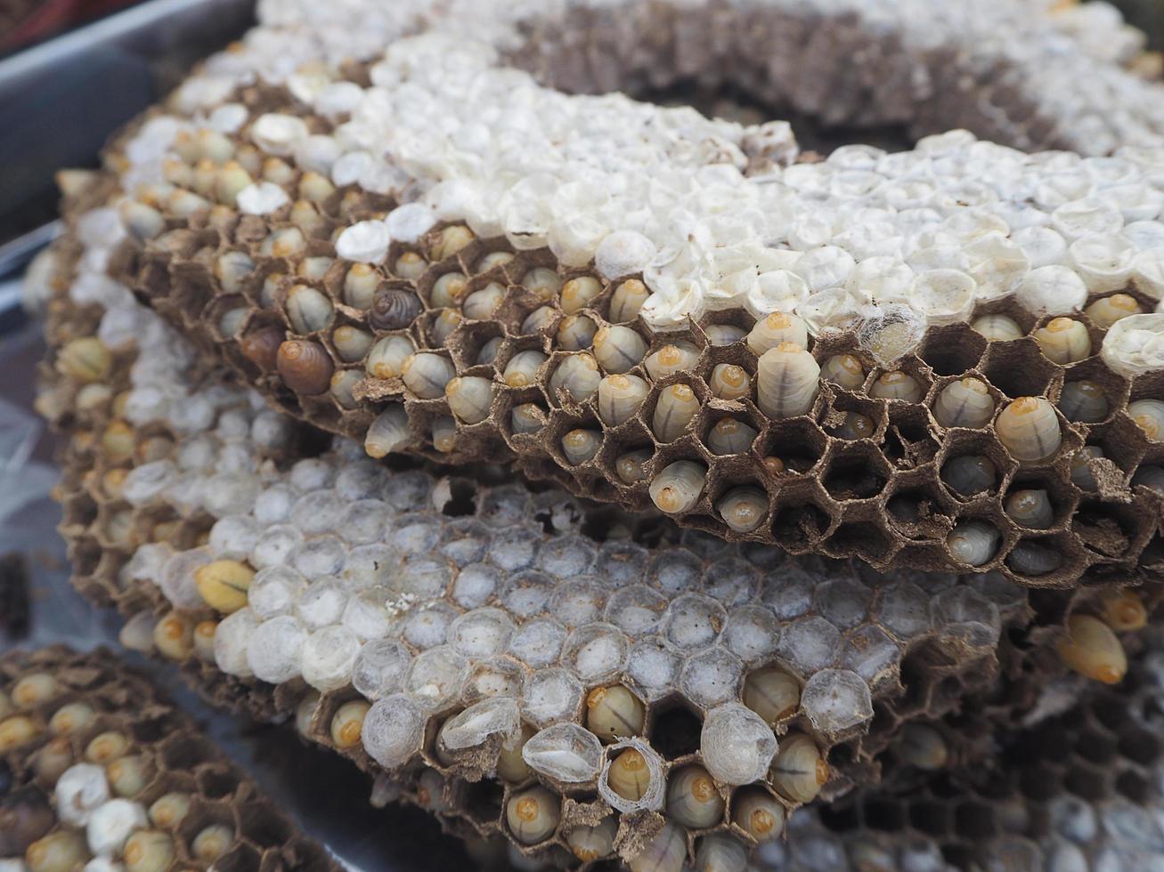 primer plano de nido de avispas con larva a la venta en el mercado local foto