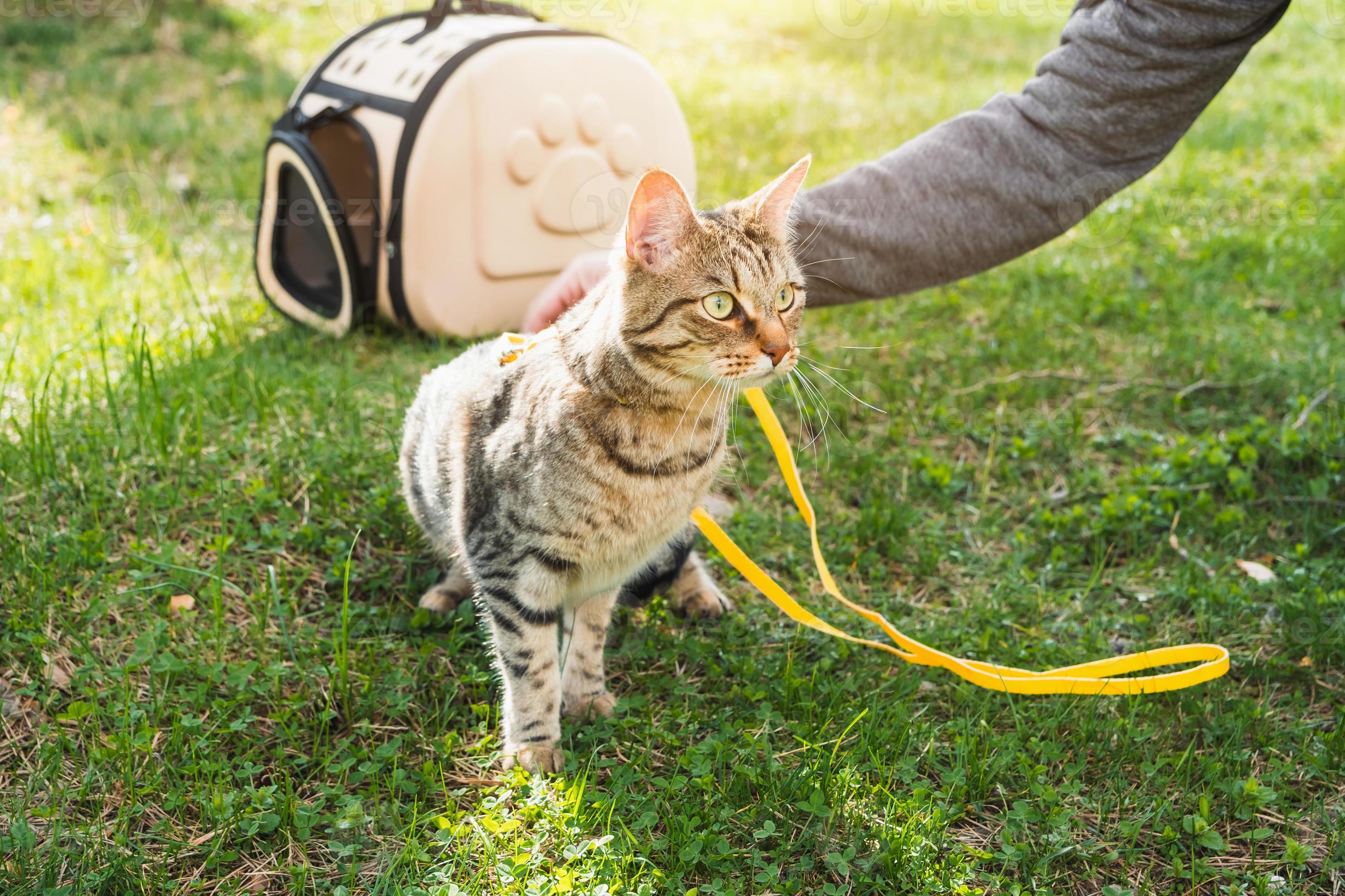 Катание кошка