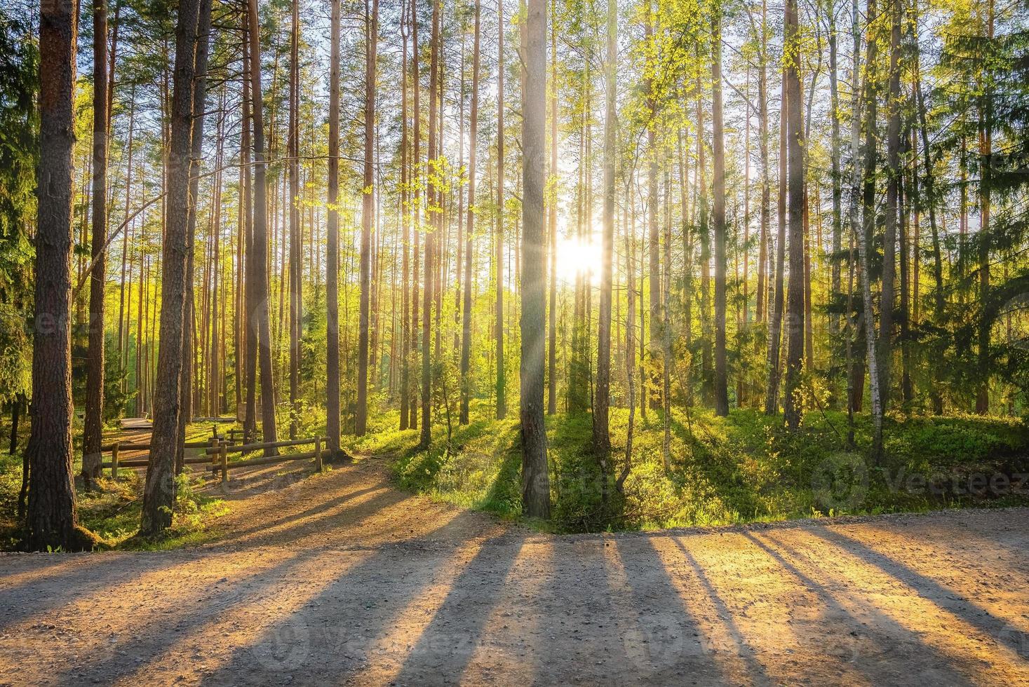 Beautiful forest in spring with bright sun shining through the trees photo