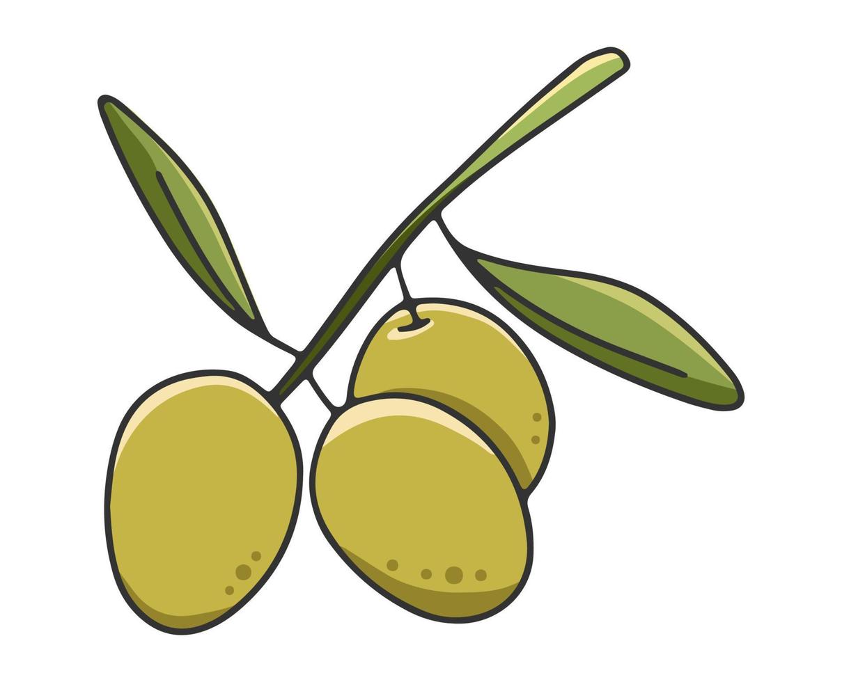 rama de olivo con hojas y aceitunas. etiqueta o logotipo de aceite de oliva para una tienda o mercado de agricultores. emblema retro de la ilustración de vector de aceite de oliva orgánico aislado sobre fondo blanco.