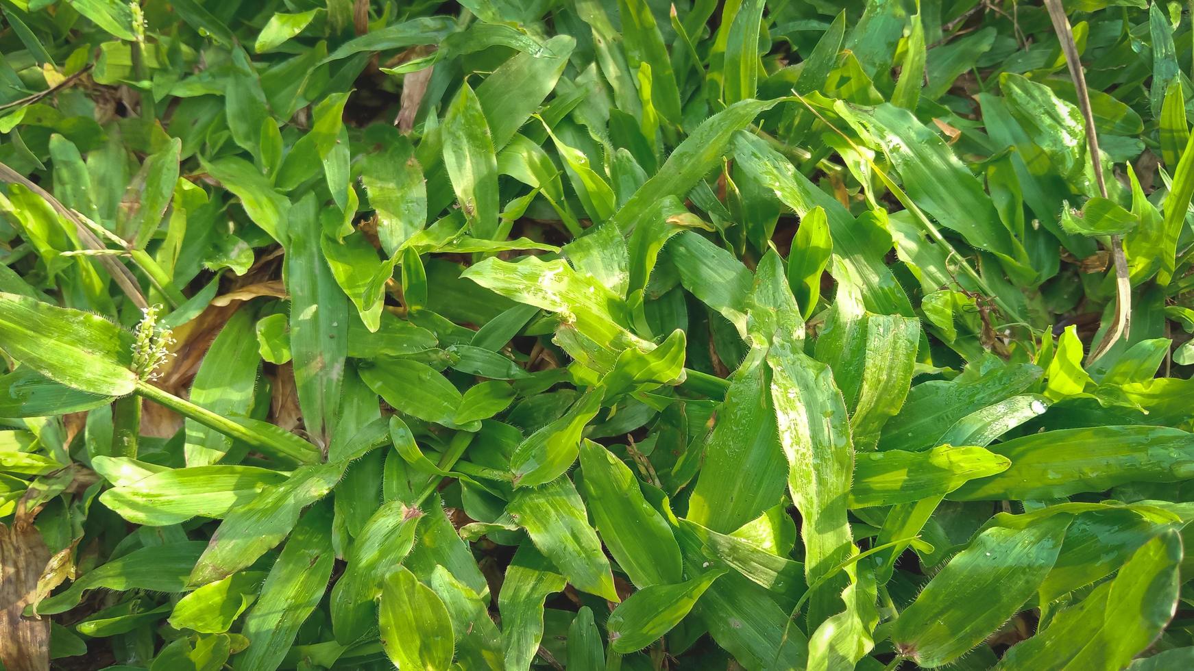 Close-up panoramic shot of green grass. Natural herbal background. Medium quality photos