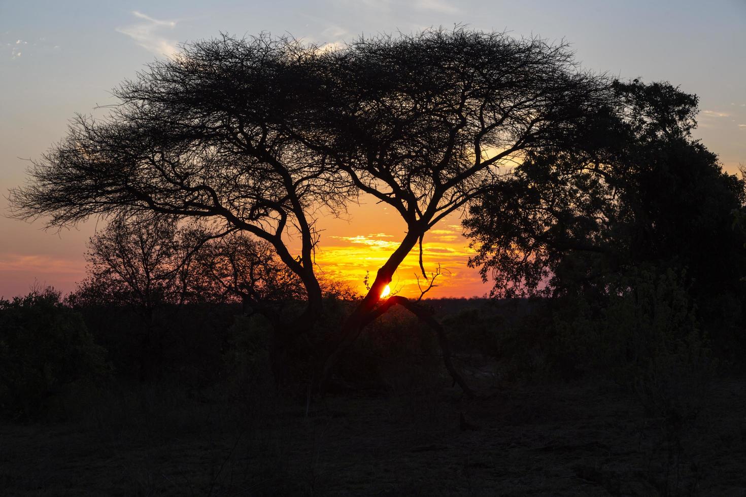 puesta de sol amarilla y roja detrás de un árbol de espinas de camello foto
