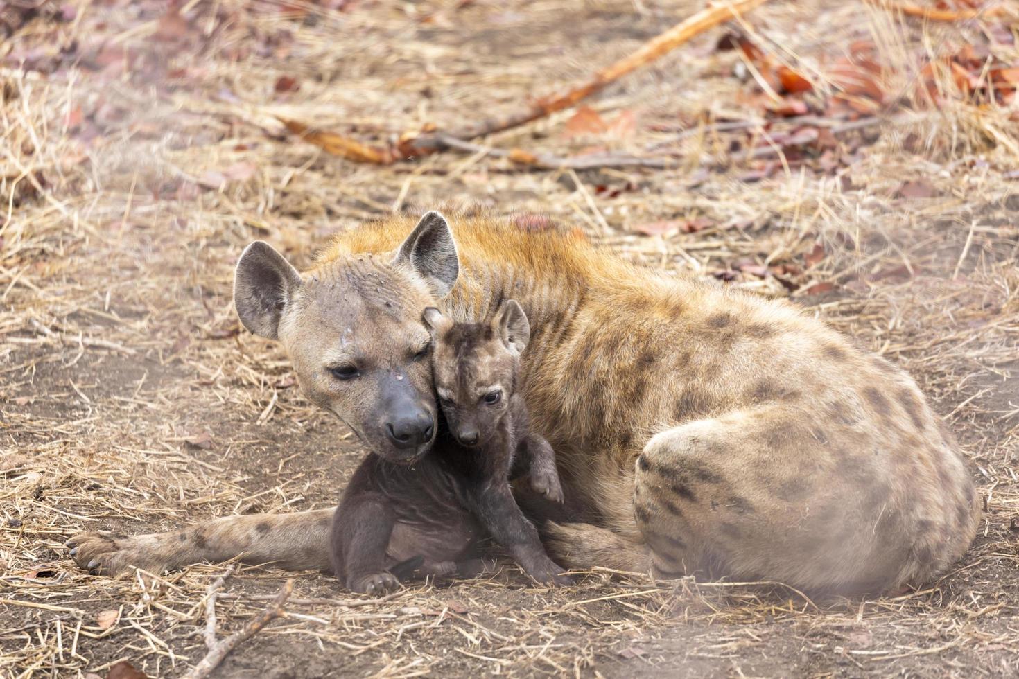 madre hiena con su pequeño cachorro foto