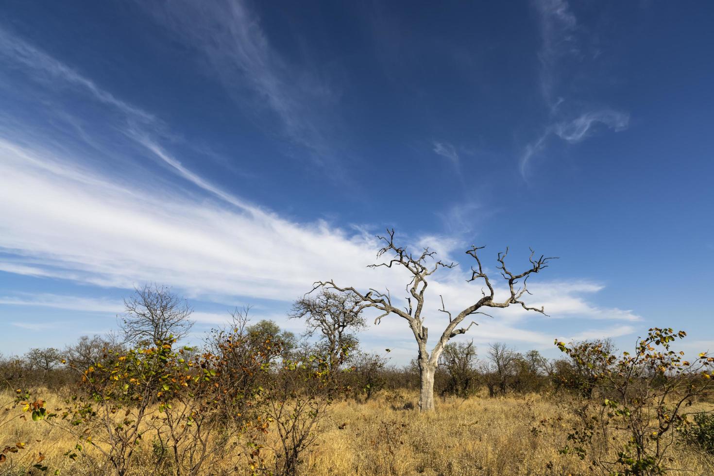 cirros blancos detrás de un árbol muerto foto