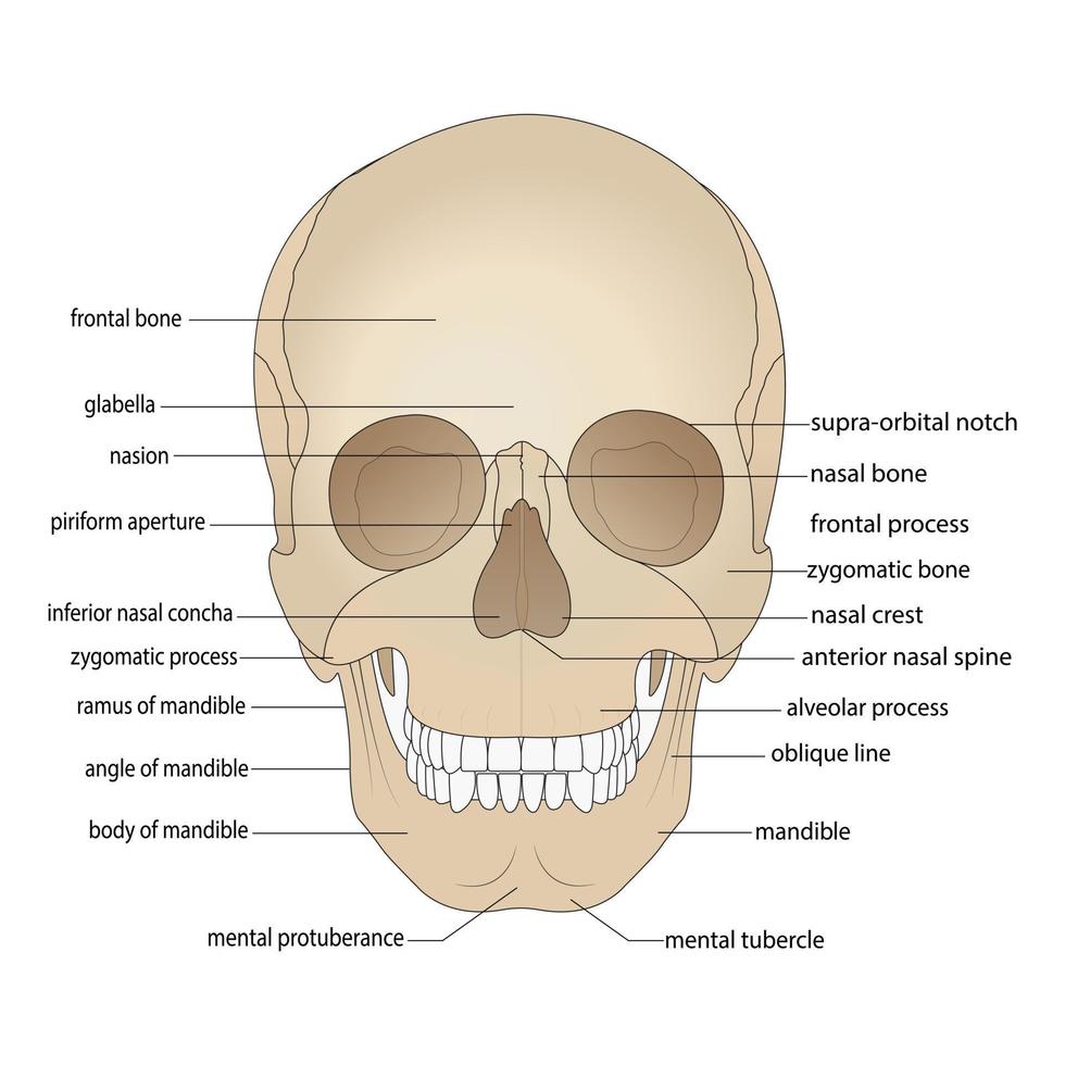 Skull bones, head bones, skull. Borders of the facial skeleton, viscerocranium. Nasal cavity, anterior nasal cavity, eye socket. Front View.. vector