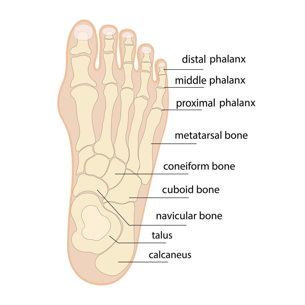 Human foot bones anatomy sketch Vector orthopedic medicine. Skeleton of the phalanges of the ankles and toes, cuboid, metatarsal, navicular and sphenoid bones.