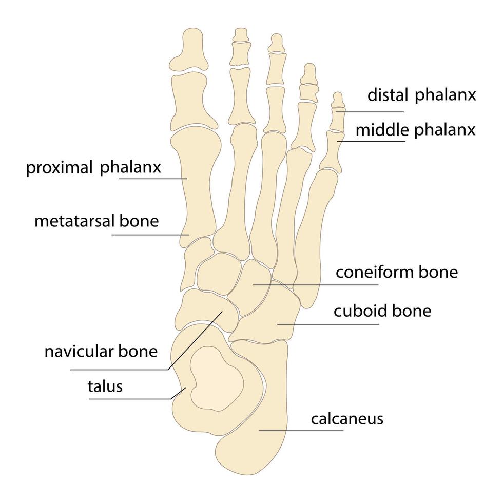 Human foot bones anatomy sketch Vector orthopedic medicine. Skeleton of the phalanges of the ankles and toes, cuboid, metatarsal, navicular and sphenoid bones.