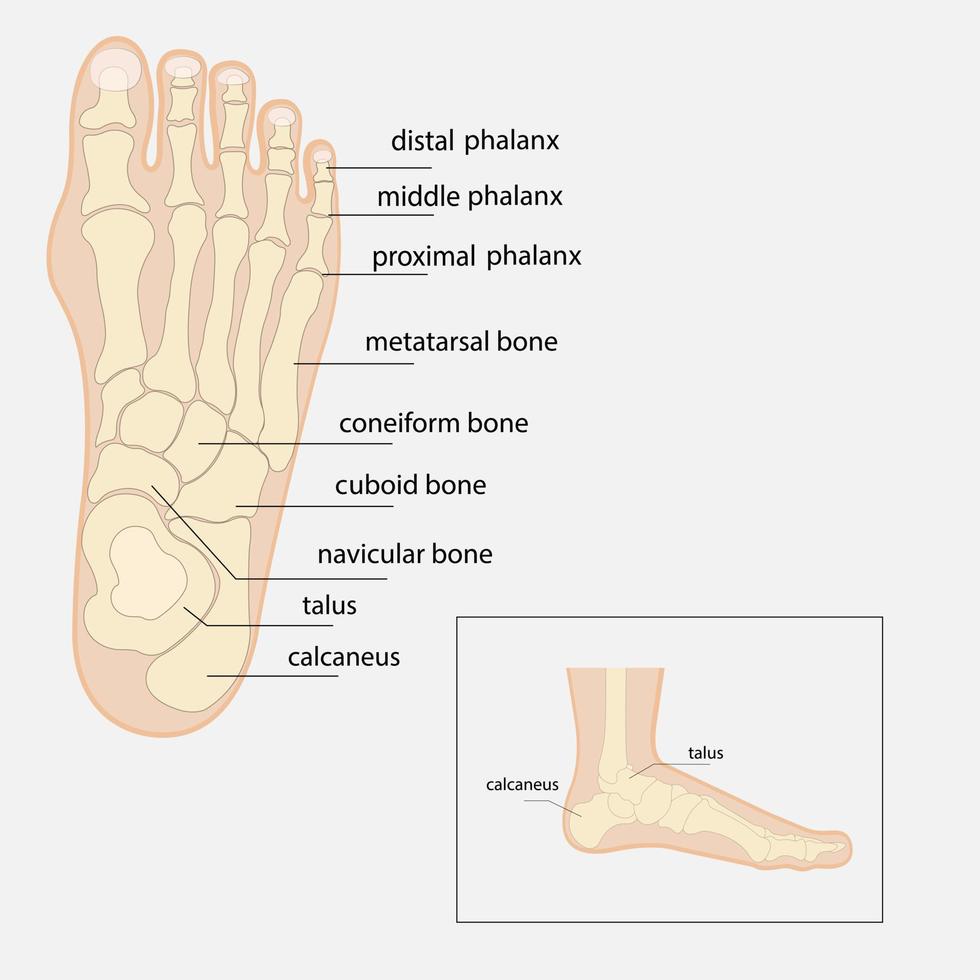 Human foot bones anatomy sketch Vector orthopedic medicine. Skeleton of the phalanges of the ankles and toes, cuboid, metatarsal, navicular and sphenoid bones.