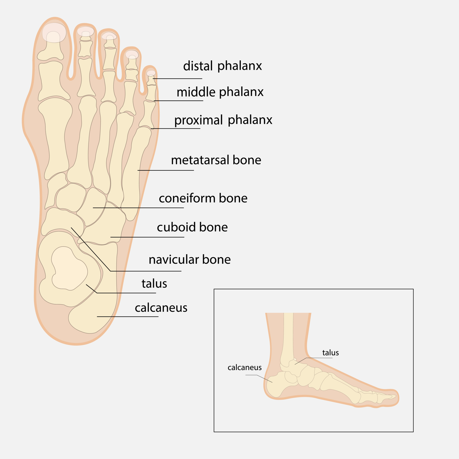 Phalanges Bones