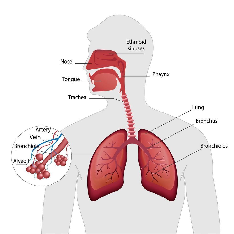 Diagram showing healthy bronchioles and alveoli illustration. vector