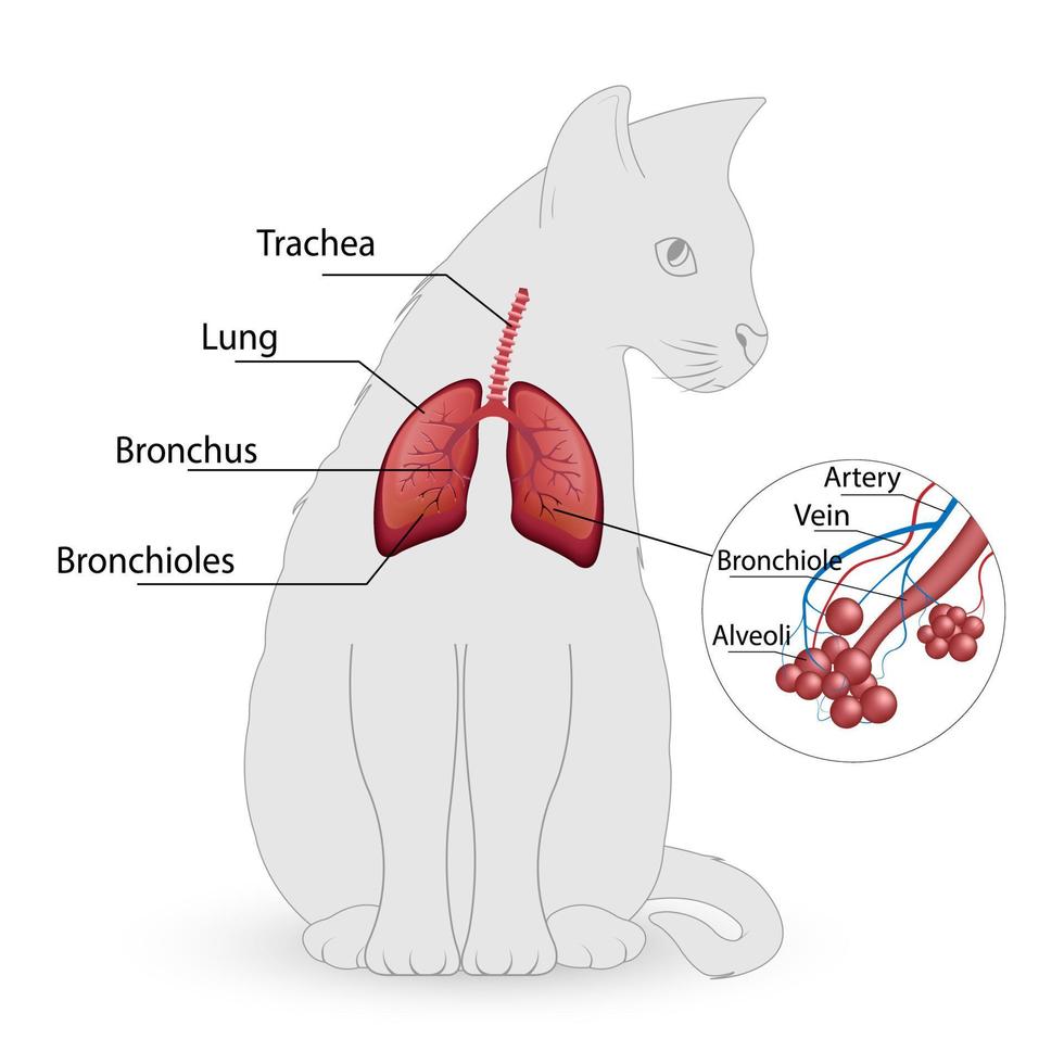 vector del sistema respiratorio del gato, alvéolos.