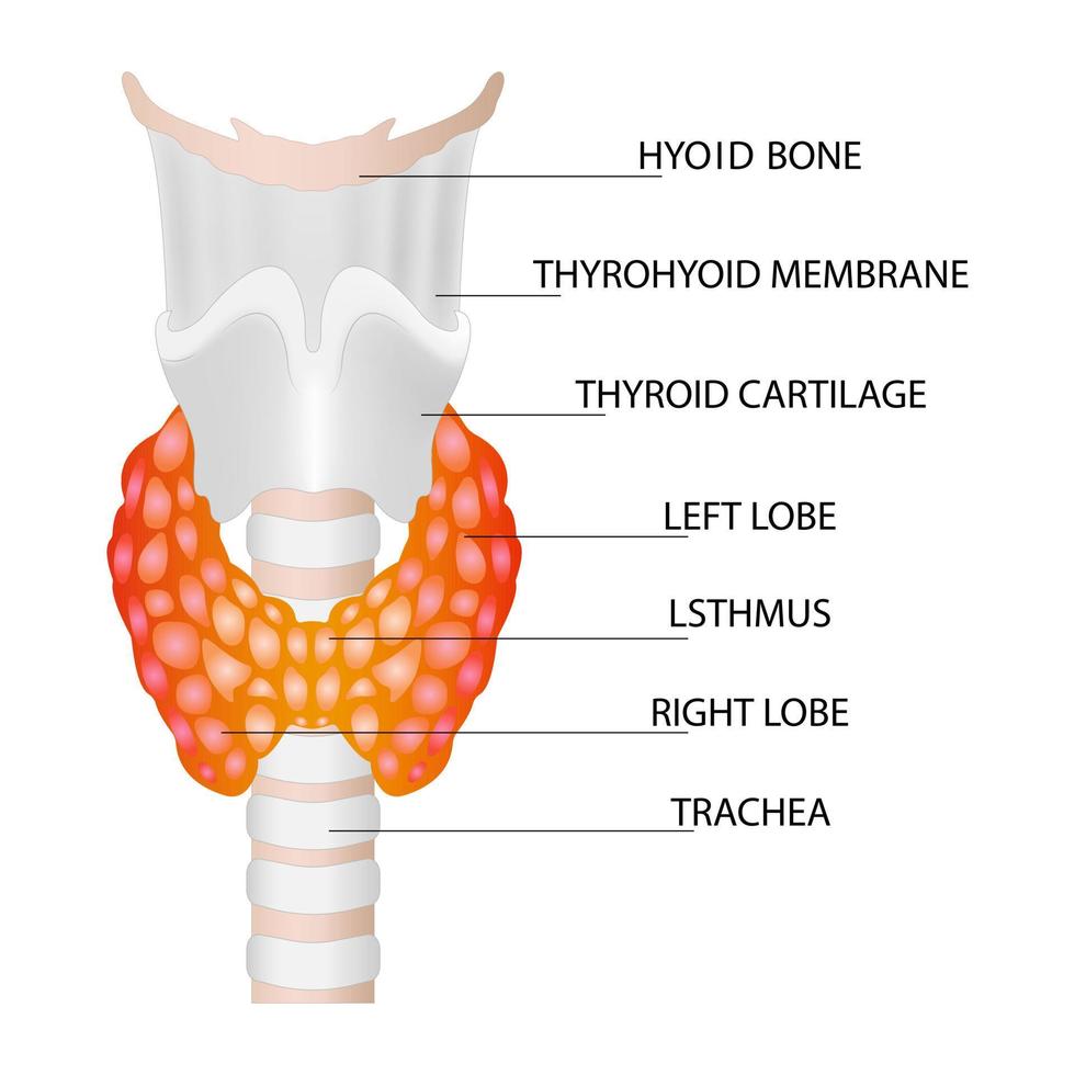 vista frontal de la glándula tiroides y la tráquea sobre un fondo blanco. icono de anatomía de los órganos del cuerpo humano con descripción. signo del diagrama de tiroides. concepto médico. vector