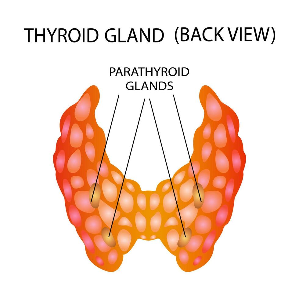 Front view of the thyroid gland on a white background. Human body organs anatomy icon. Thyroid diagram sign. Medical concept. Isolated vector illustration.
