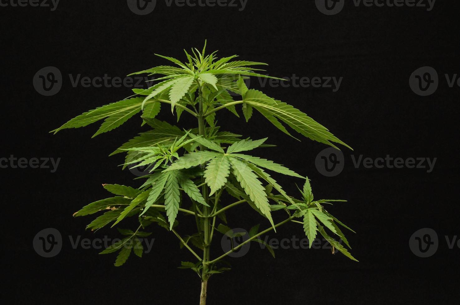 planta de cannabis en negro foto