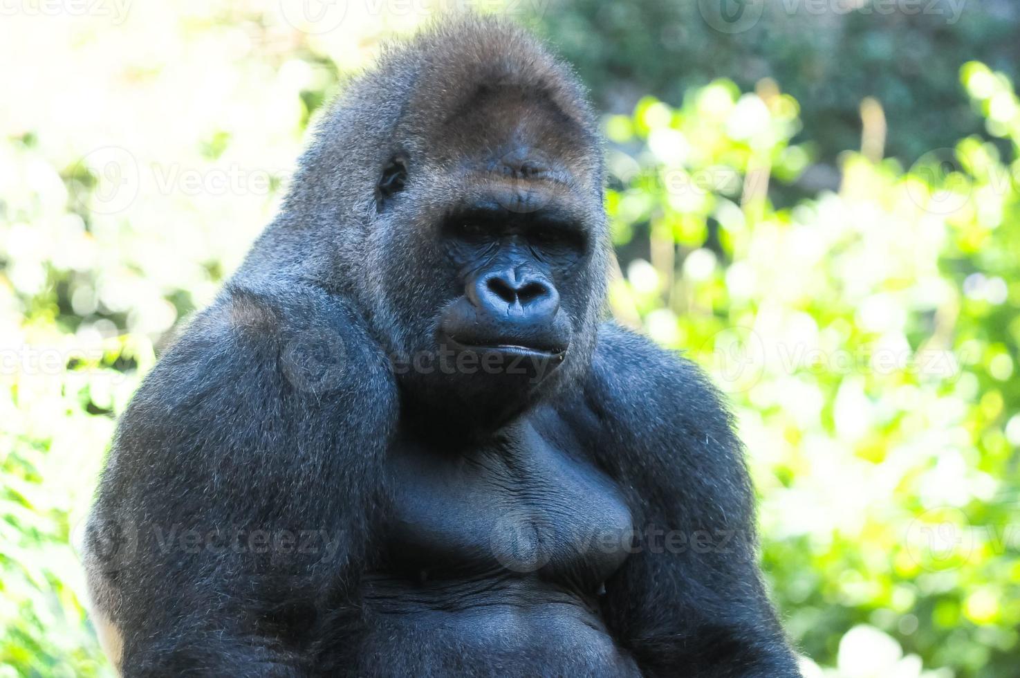 Strong Adult Black Gorilla photo