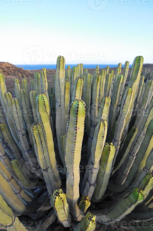 cactus de plantas suculentas en el desierto seco foto