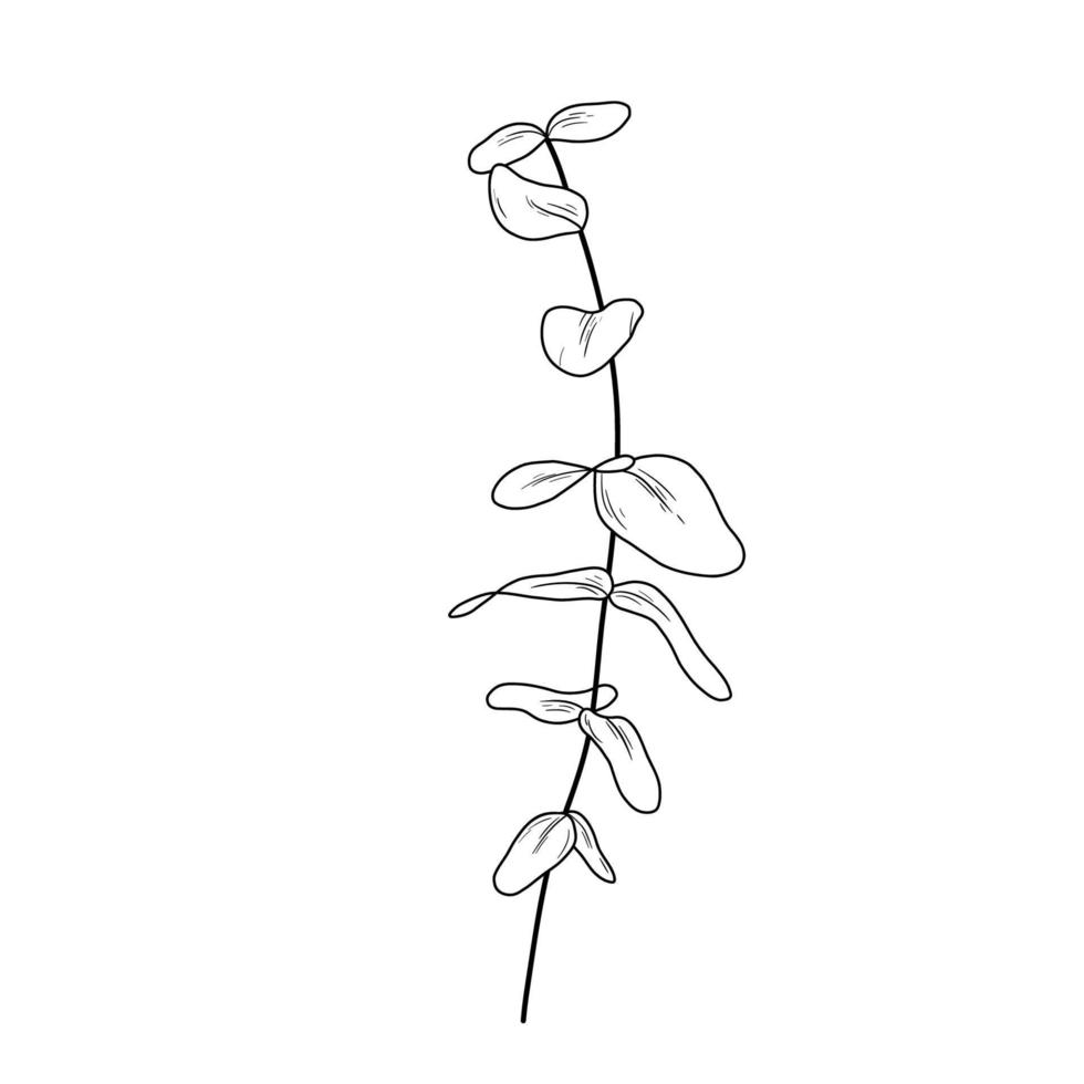 Eucaliptus branch line art drawing. Vector illustration with leaves isolated on white background. Botanical plant