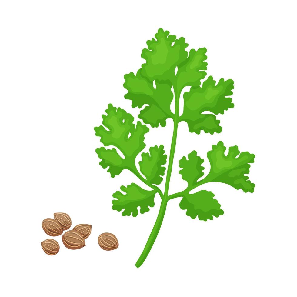 Green coriander branch spice. Vector illustration isolated on white. Coriander herb for design element in culinary, package decoration, sticker, label