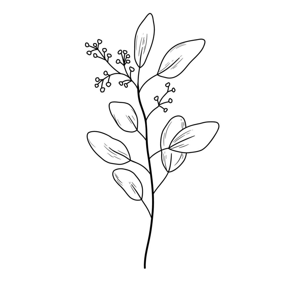 Eucaliptus branch line art drawing. Vector illustration with leaves isolated on white background. Botanical plant
