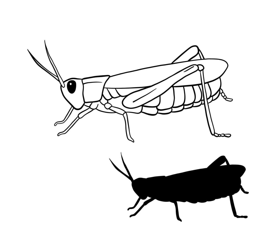 Ilustración de vector de contorno de saltamontes. arte de línea e insecto de silueta negra aislado sobre fondo blanco.