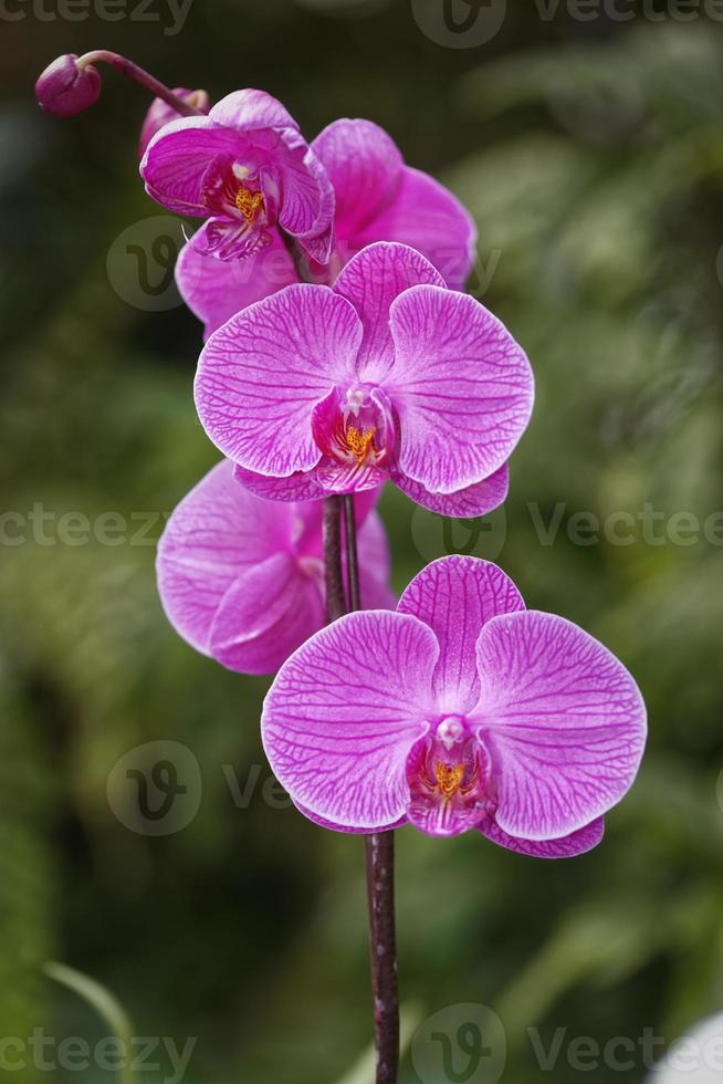 Beautiful pink orchid flower Isolated with blurred background photo