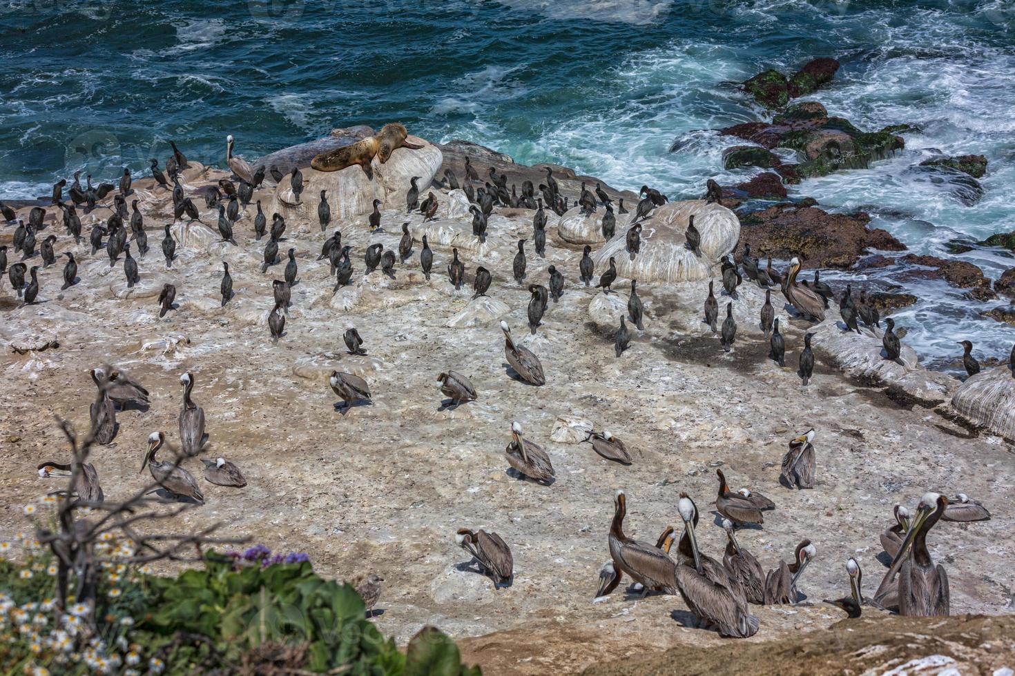 Pelicans and sea lions on the rocky coastline near La Jolla, San Diego -California, USA photo