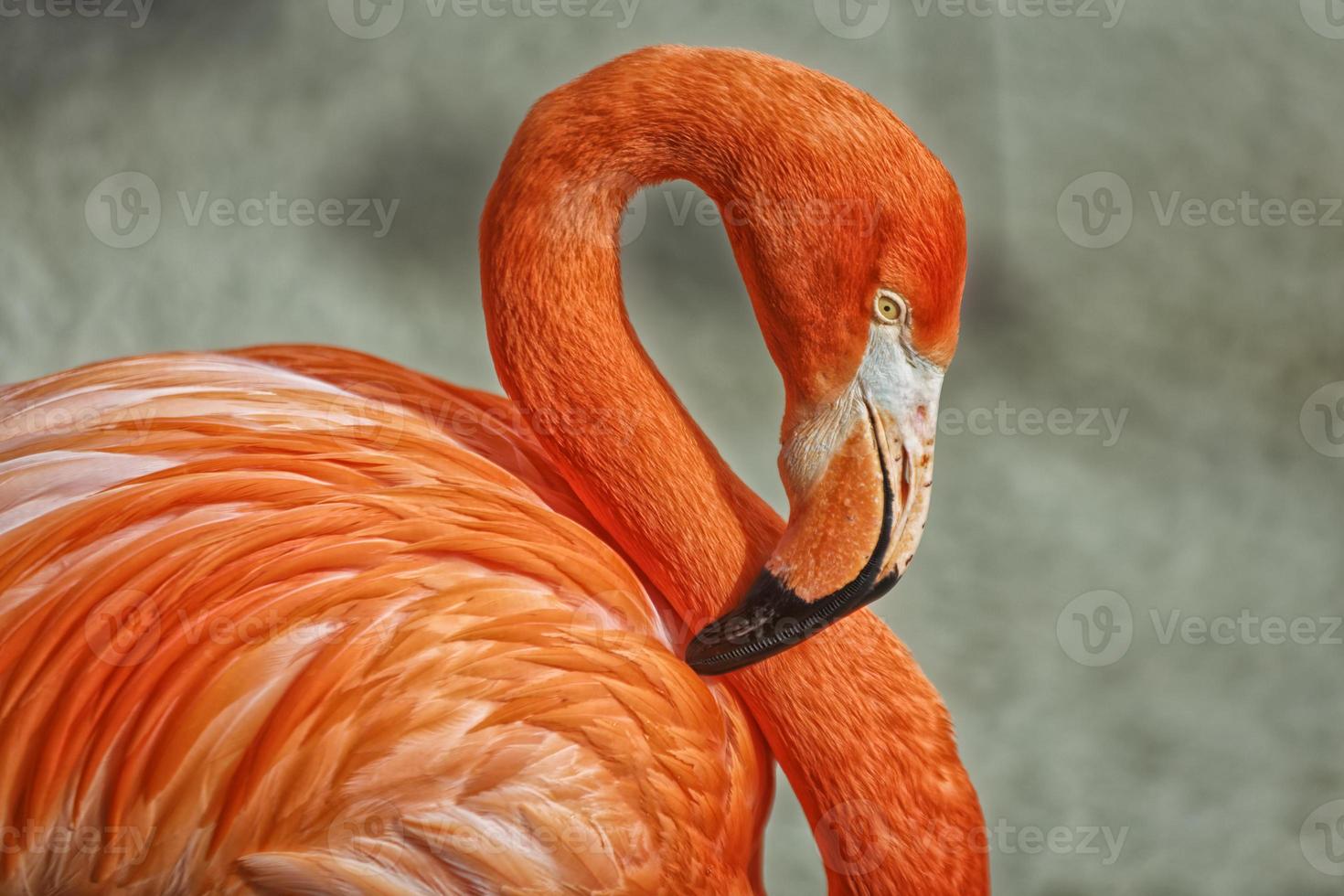 Flamingo portrait showing peak, eye and neck photo