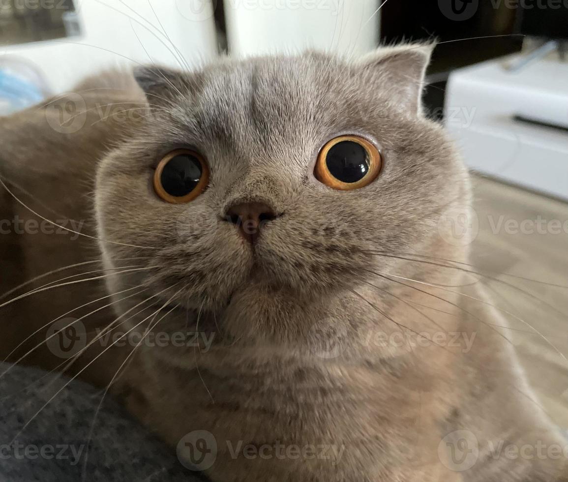 gato gris británico. primer plano del hocico. lindo bozal de un gatito. foto